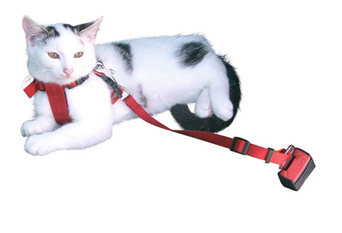 CINTO DE SEGURANÇA PARA GATOS