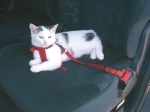 CINTO DE SEGURANÇA PARA GATOS 1