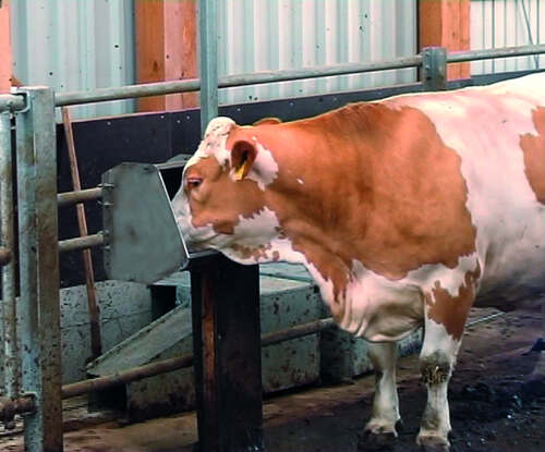 BEBEDOURO SUEVIA COM LÍNGUA MOD. 500 2