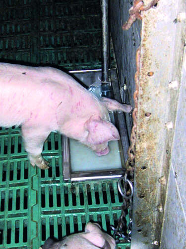 BEBEDOURO BASCULANTE SUEVIA MOD 899 TAÇA EM AÇO INOXIDÁVEL 2
