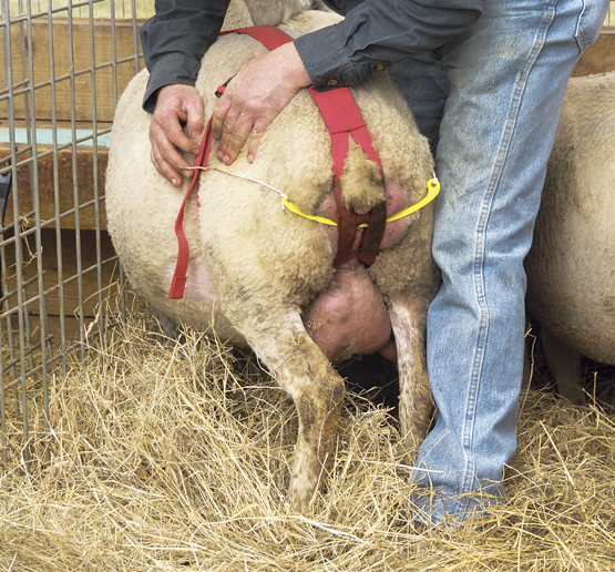 PROLAPSE FOR SHEEP 1