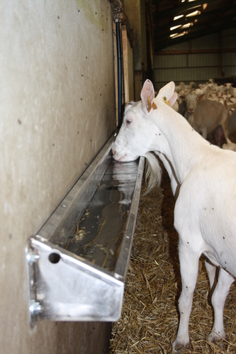 BEBEDOURO DE CARCAÇAS 1,2 M PARA OVINOS E CAPRINOS 4