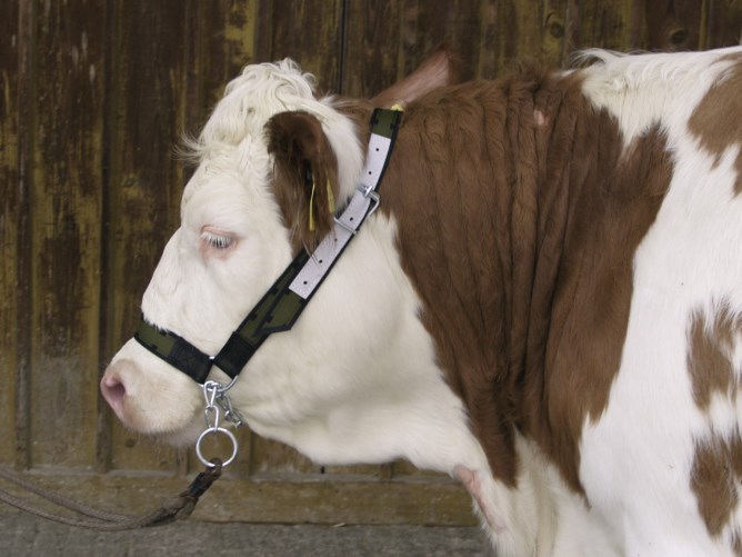 BRIDÃO DE VACA 1