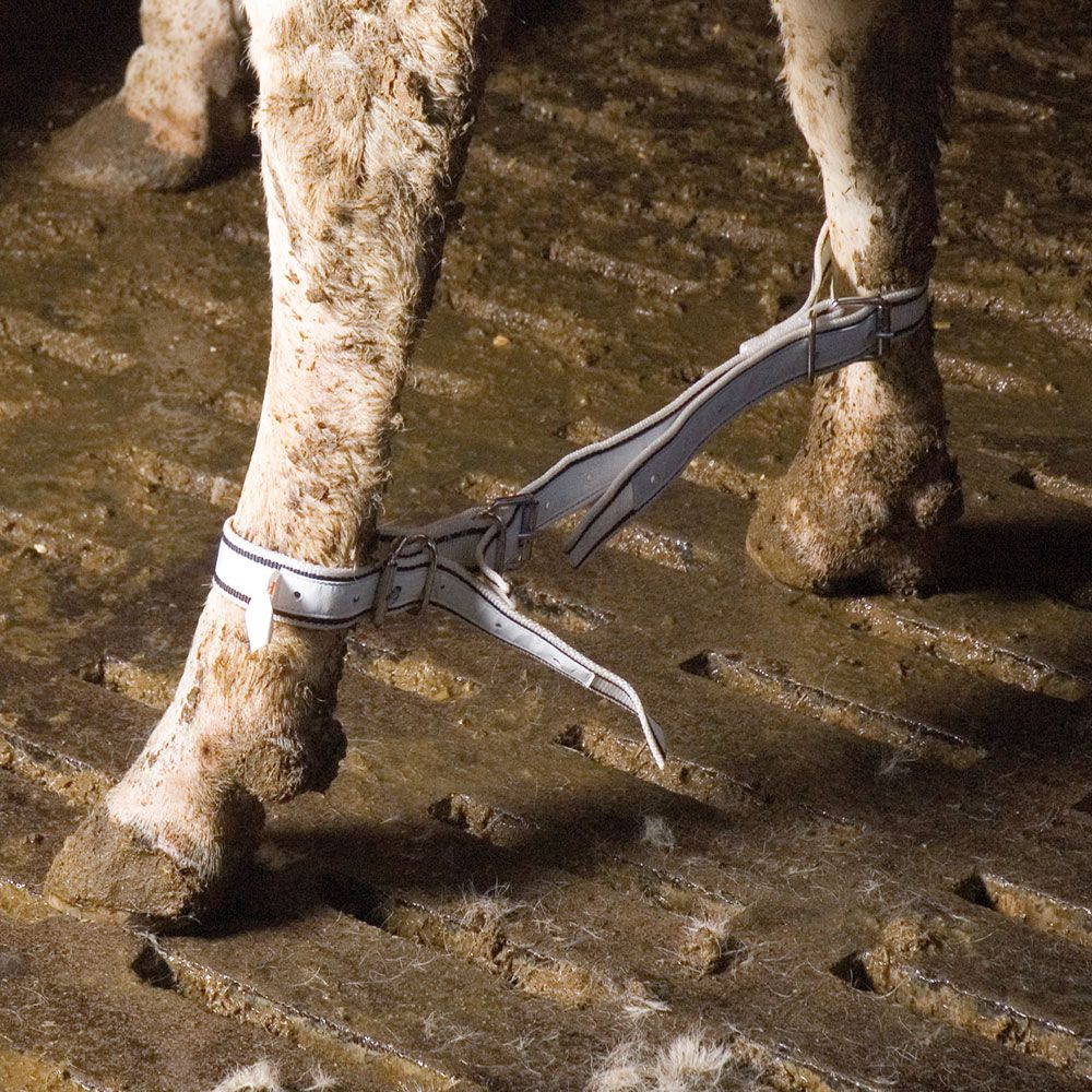 ADJUSTABLE NYLON COW TRABBON