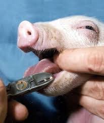 ALICATE CORTADIENTES 1