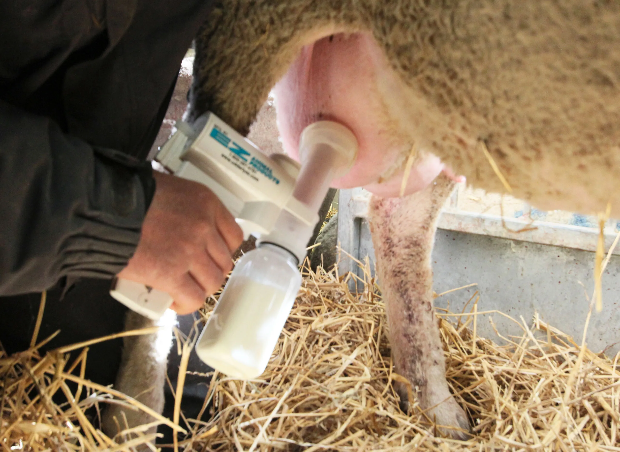KIT DE ORDEÑO MANUAL OVINO-CAPRINO 4
