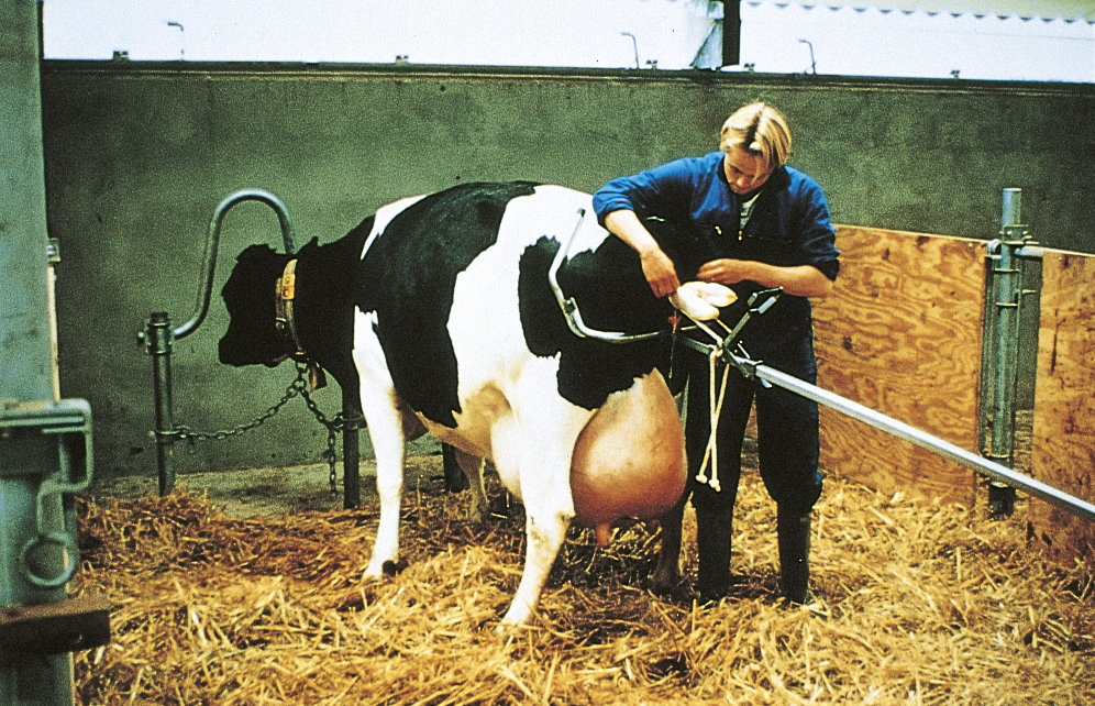 EXTRACTOR DE PARTOS VACAS LEITEIRAS VINK 1