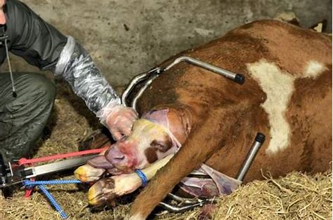 EXTRACTOR DE PARTOS VACAS DE CARNE DE VACA VINK 2