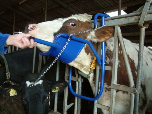 COW HEAD SUPPORT