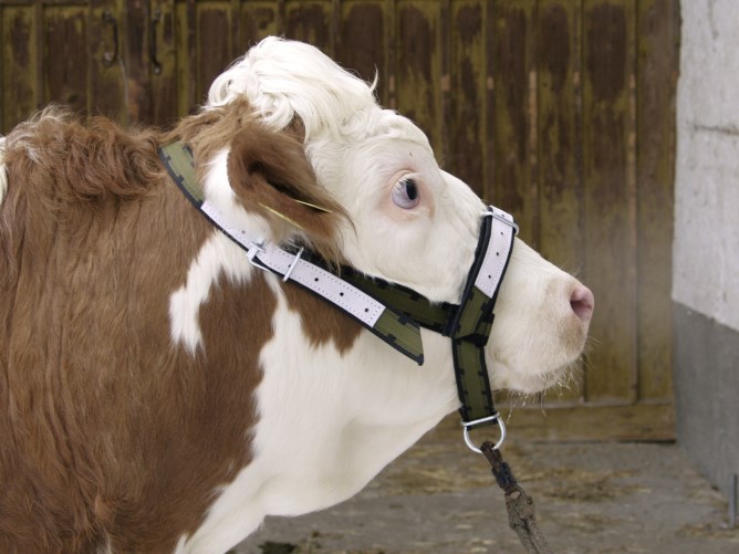 CALF BRIDLE 1
