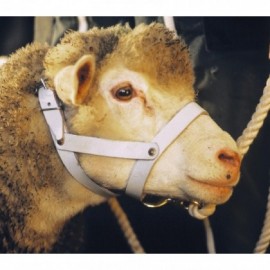 CABEÇA EM PELE DE CARNEIRO