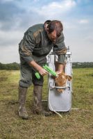 COSMOS BATTERY-POWERED DEHORNING TOOL FOR CALVES 4