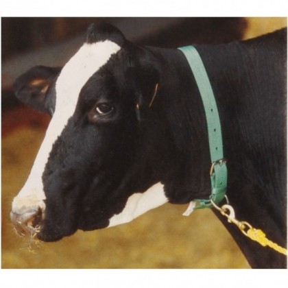 COLEIRA DE NYLON VERDE PARA VACAS