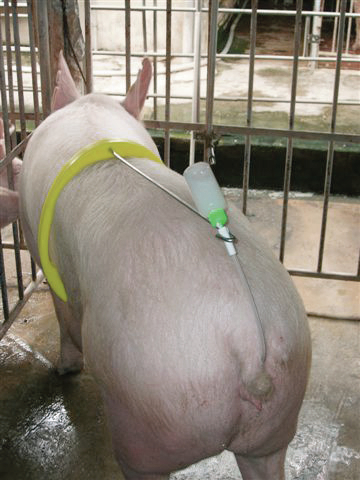 ARCO PARA INSEMINACION CON VARILLA 1