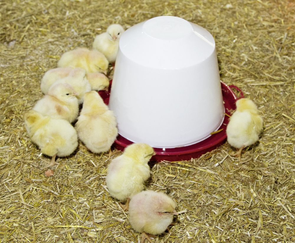 BEBEDOURO DE PLÁSTICO PARA PÁSSAROS 3 LITROS 1