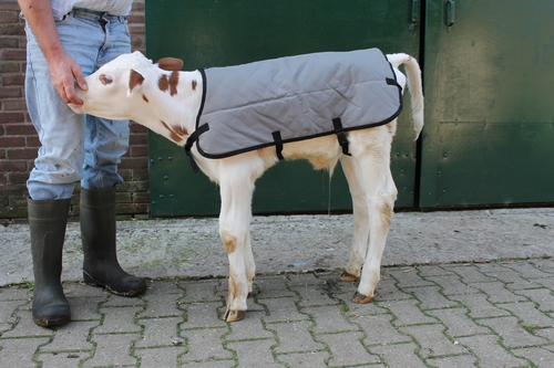 GRAY CALFSKIN COAT STANDARD, 67 CM 1