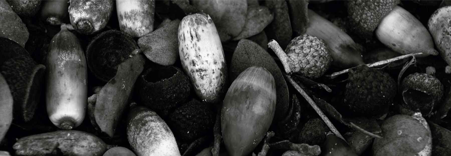 Bellotas alimento cerdos ibéricos bellota