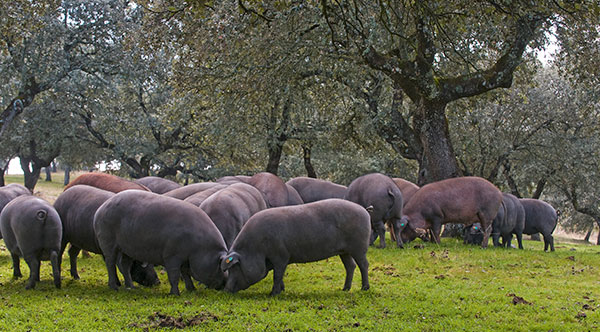 Dehesa