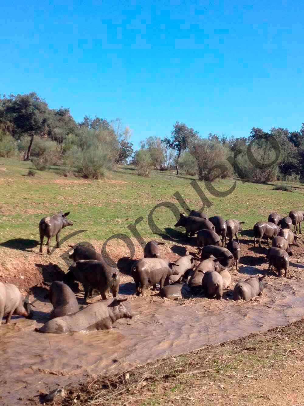 Cerdos Ibéricos en las dehesas