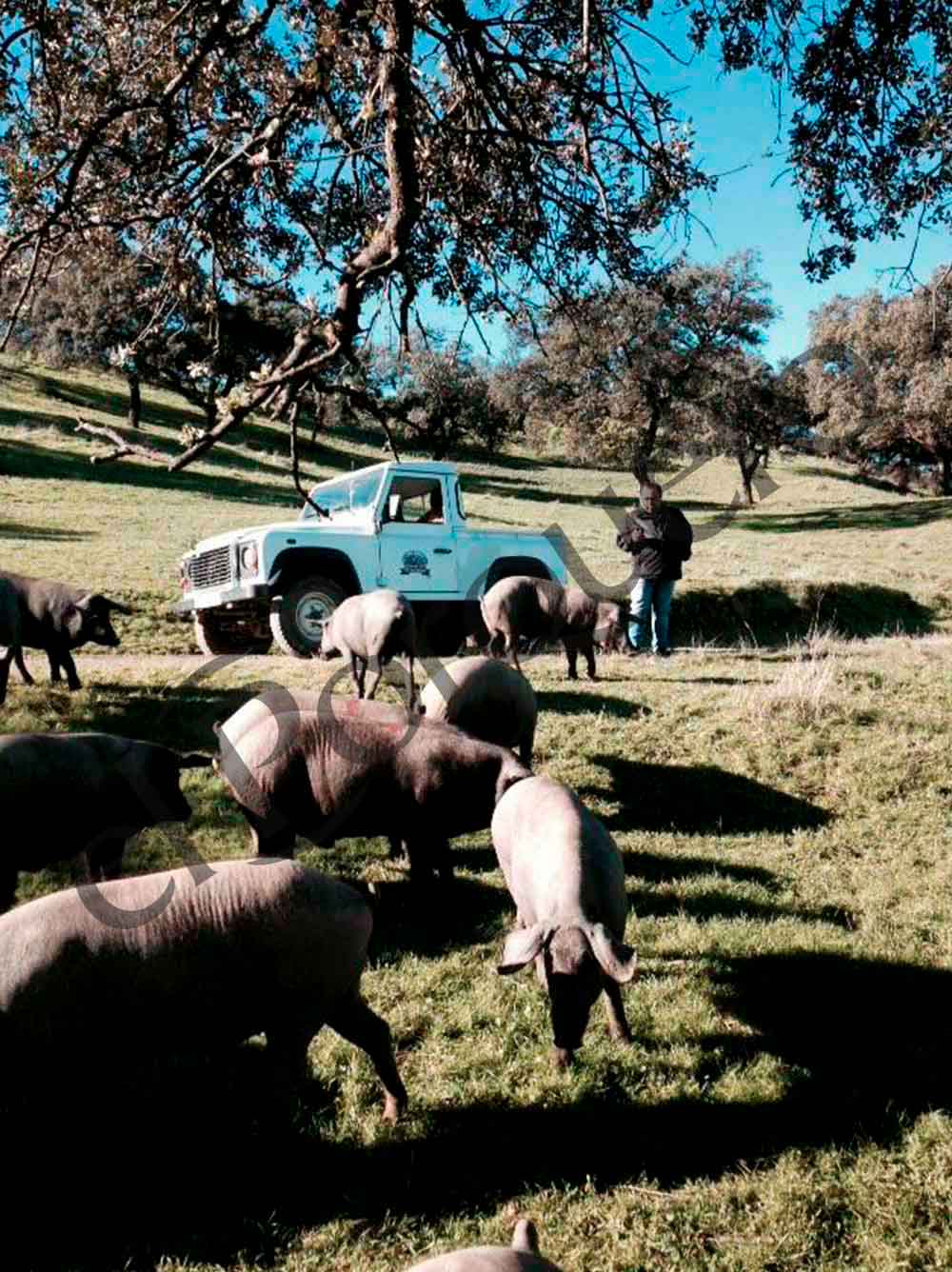 Cerdo Ibéricos Comiendo Bellotas