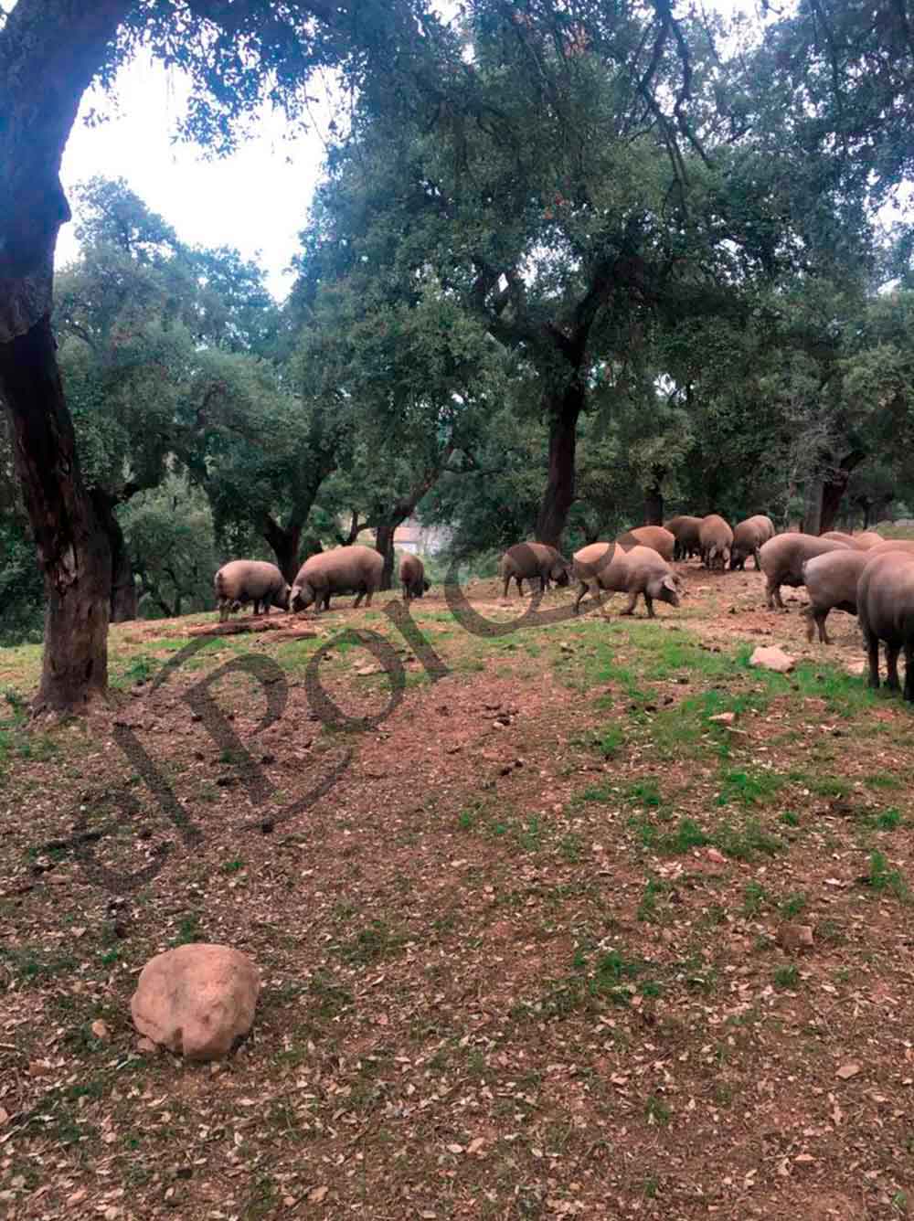 Cerdo Ibéricos Comiendo Bellotas