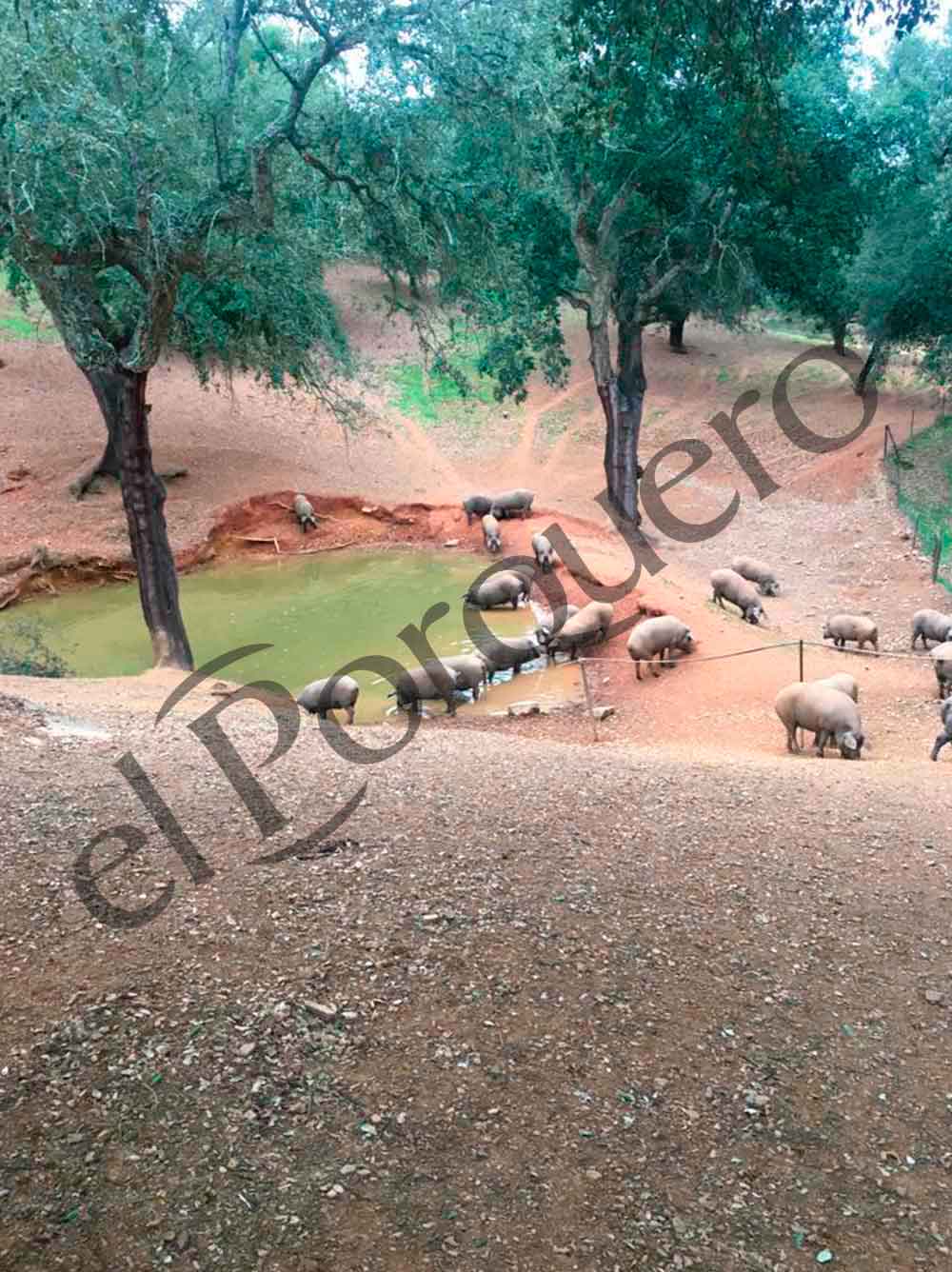 Cerdo Ibéricos Comiendo Bellotas