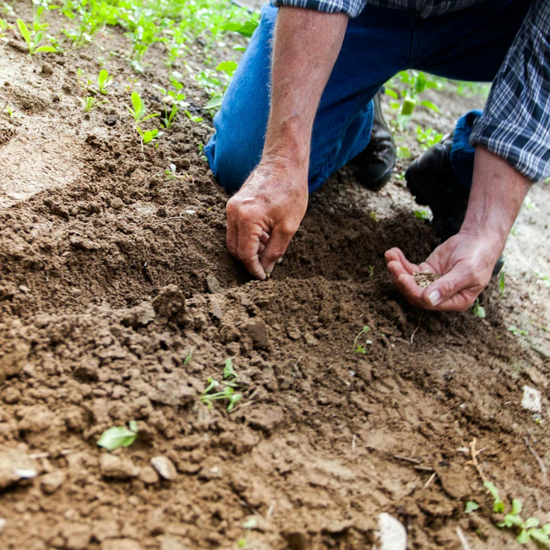 Agricultores expertos