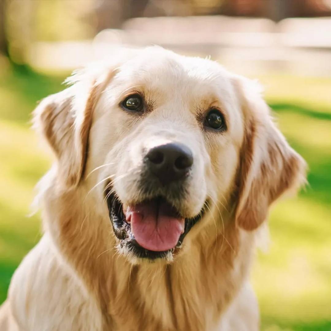 ¿Qué es Lorem Ipsum?