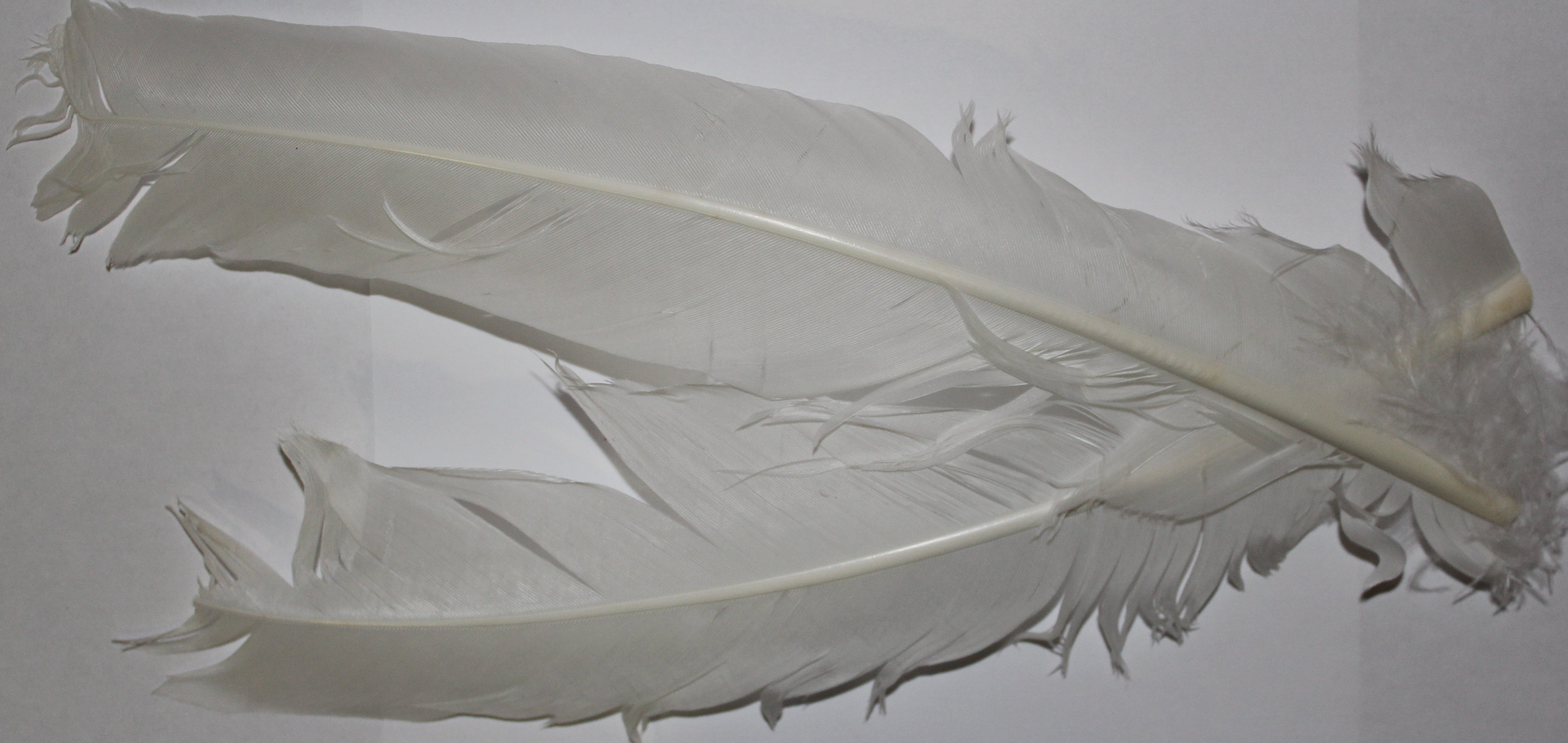 WAPSI TURKEY QUILL ROUNDS WHITE