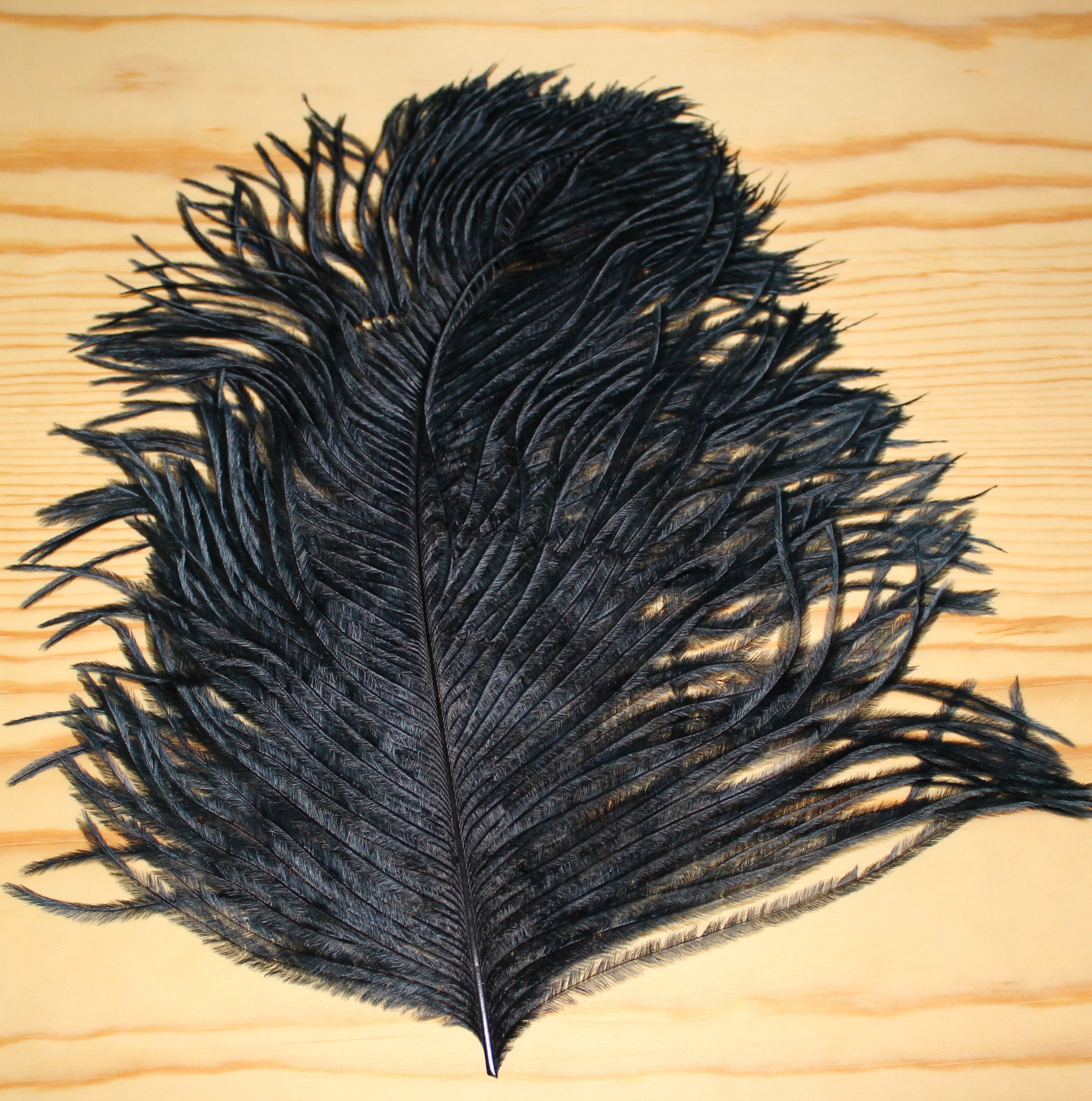 WAPSI PLUMA AVESTRUZ, BLACK
