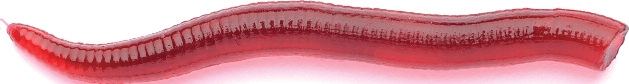 VORTEKS FEEDER BLOOD WORM SALMON (25 Unidades)