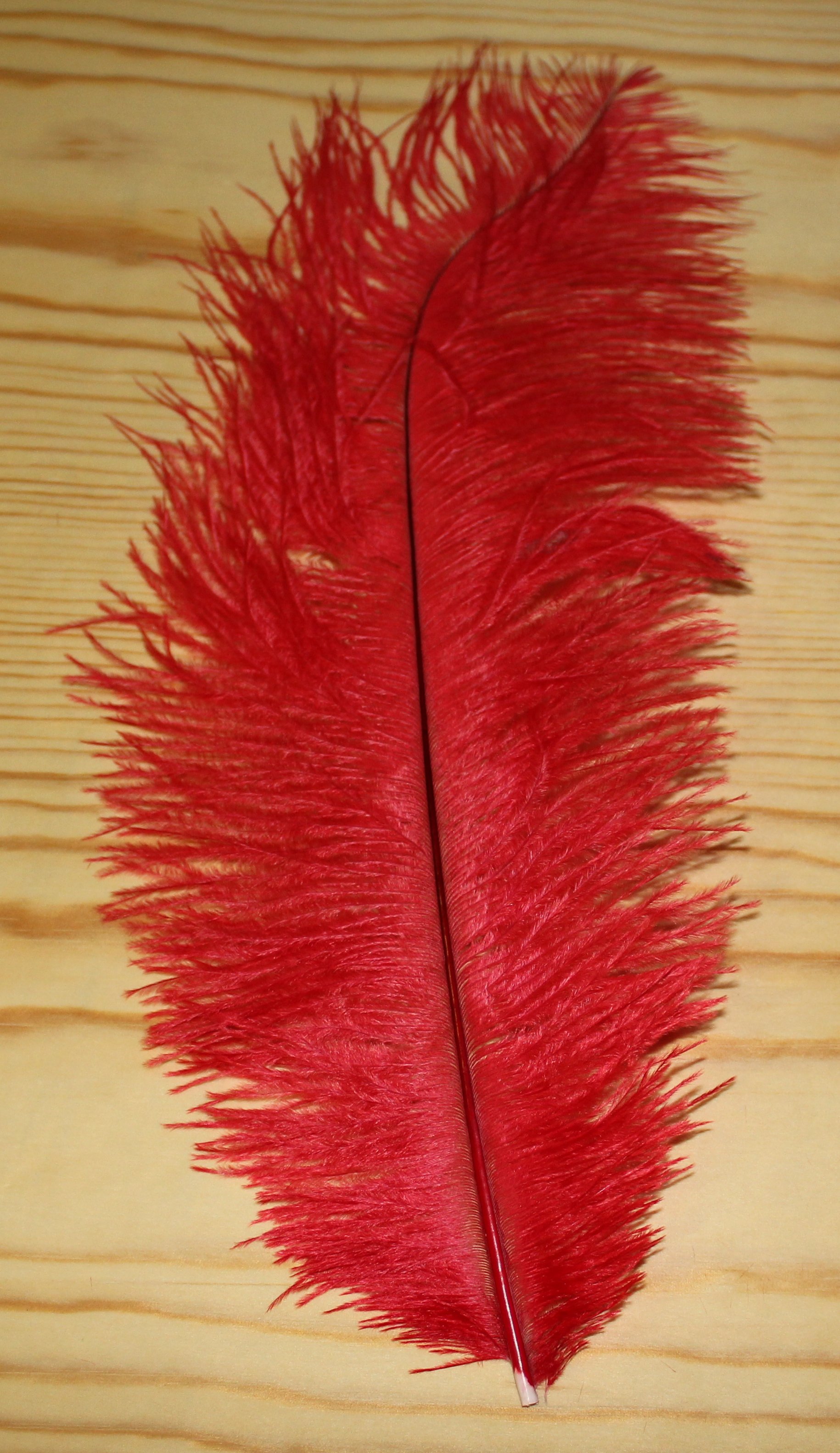 PLUMA AVESTRUZ ROJA