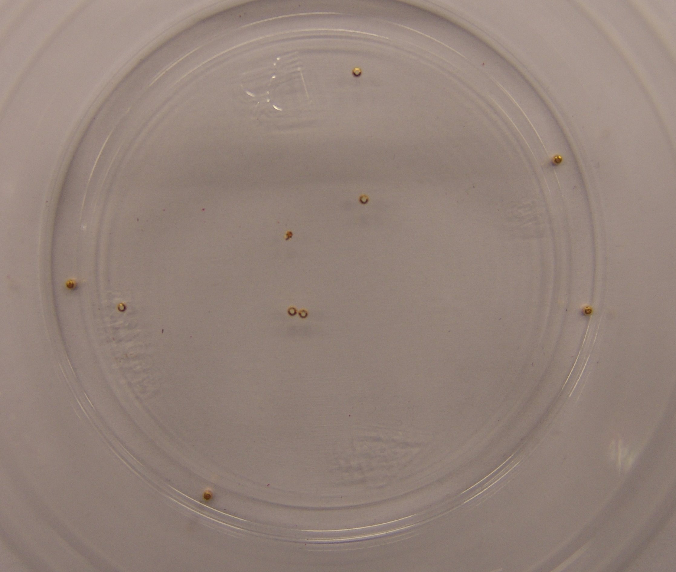 CABEZA DORADA 1mm (10unidades)
