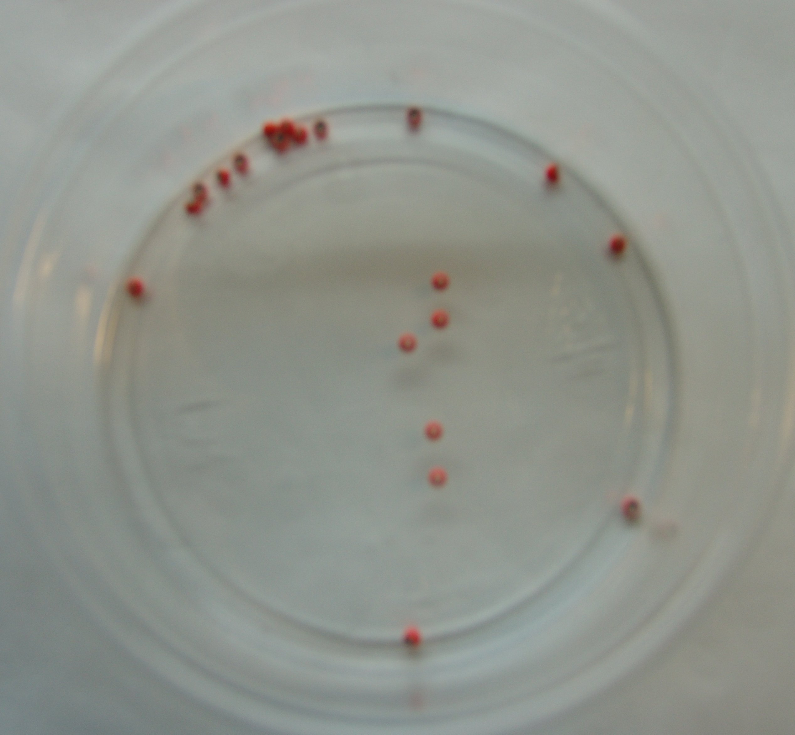 CABEZA NARANJA 2,5mm (20unidades)