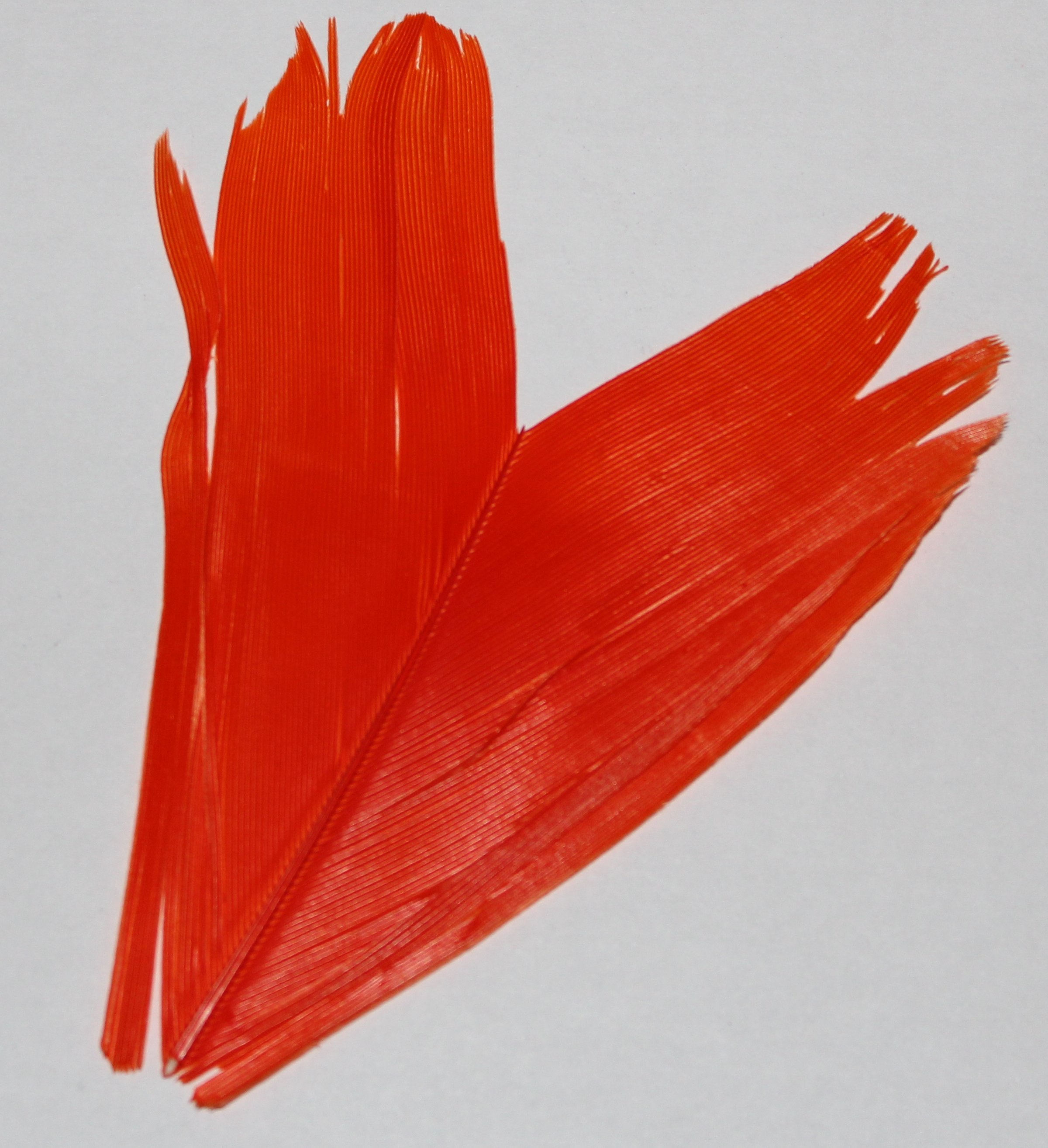 SUSTITUTO DE CONDOR ORANGE