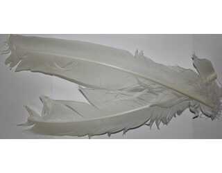 WAPSI TURKEY QUILL ROUNDS WHITE  WAPSI TURKEY QUILL ROUNDS WHITE