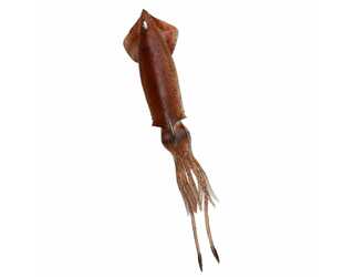 SG 3D TPE SWIM SQUID 180MM 50G BROWN UV (paquete de 1 unidad)