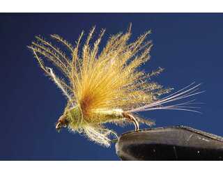 TKL EFEMERA OLIVE Nº18 (SIN MUERTE)  TKL EFEMERA OLIVE Nº18 (SIN MUERTE)