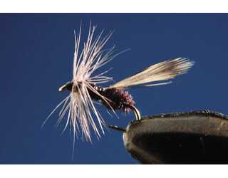 TKL HORMIGA (SIN MUERTE) WINGED Nº18 TKL HORMIGA (SIN MUERTE) WINGED Nº18