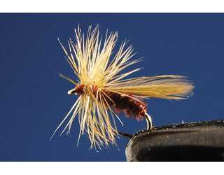 TKL TERRESTRIAL (SIN MUERTE) BROWN Nº20 TKL TERRESTRIAL (SIN MUERTE) BROWN Nº20