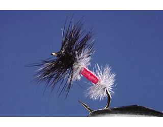 TKL HORMIGA HASTMYRAN Nº14 TKL HORMIGA HASTMYRAN Nº14