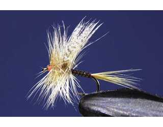 TKL EFEMERA RHITROGENA AUREA Nº18  TKL EFEMERA RHITROGENA AUREA Nº18