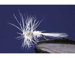 TKL EFEMERA CAENIS Nº18  TKL EFEMERA CAENIS Nº18