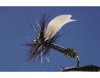 TKL EFEMERA BLACK ANT Nº12  TKL EFEMERA BLACK ANT Nº12