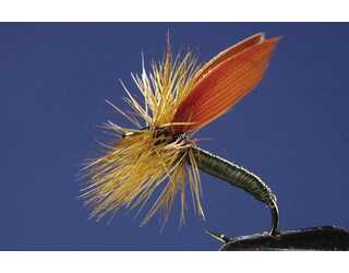 TKL EFEMERA COWDUNG Nº12  TKL EFEMERA COWDUNG Nº12