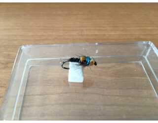 BF CABEZA DORADA AZUL MARRON BRINCA 10