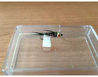 BF PRINCE CABEZA DORADA MARRON 12