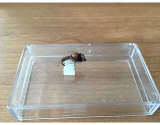 BF CABEZA DORADA MARRON BRINCA 12