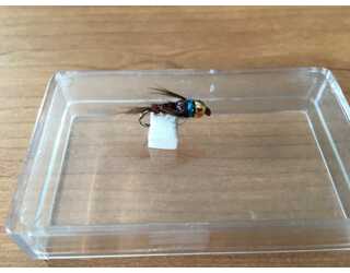 BF CABEZA DORADA BEIGE BRINCA 10