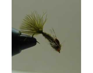 BF NINFA DE ODONATO 10